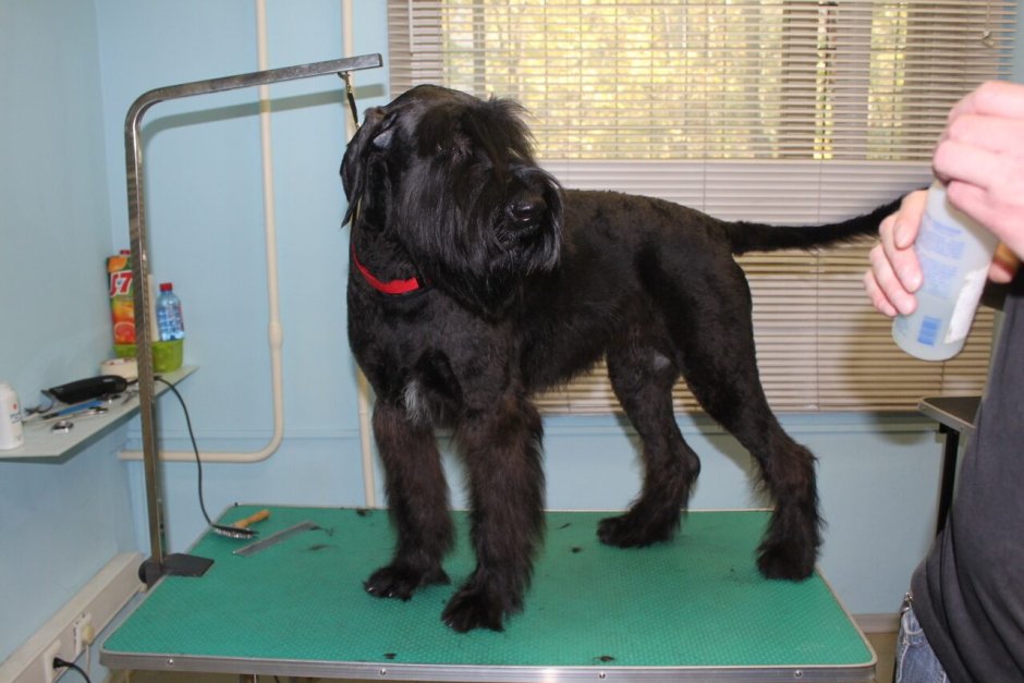 Стрижка ризеншнауцера под машинку