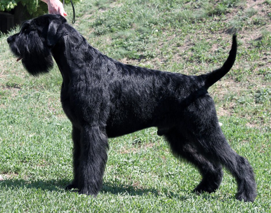 Миттельшнауцер не стриженный