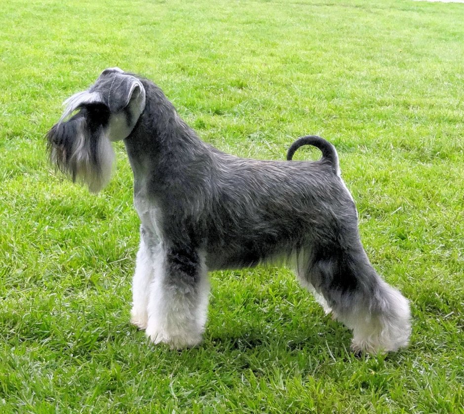 Швейц шнауцер