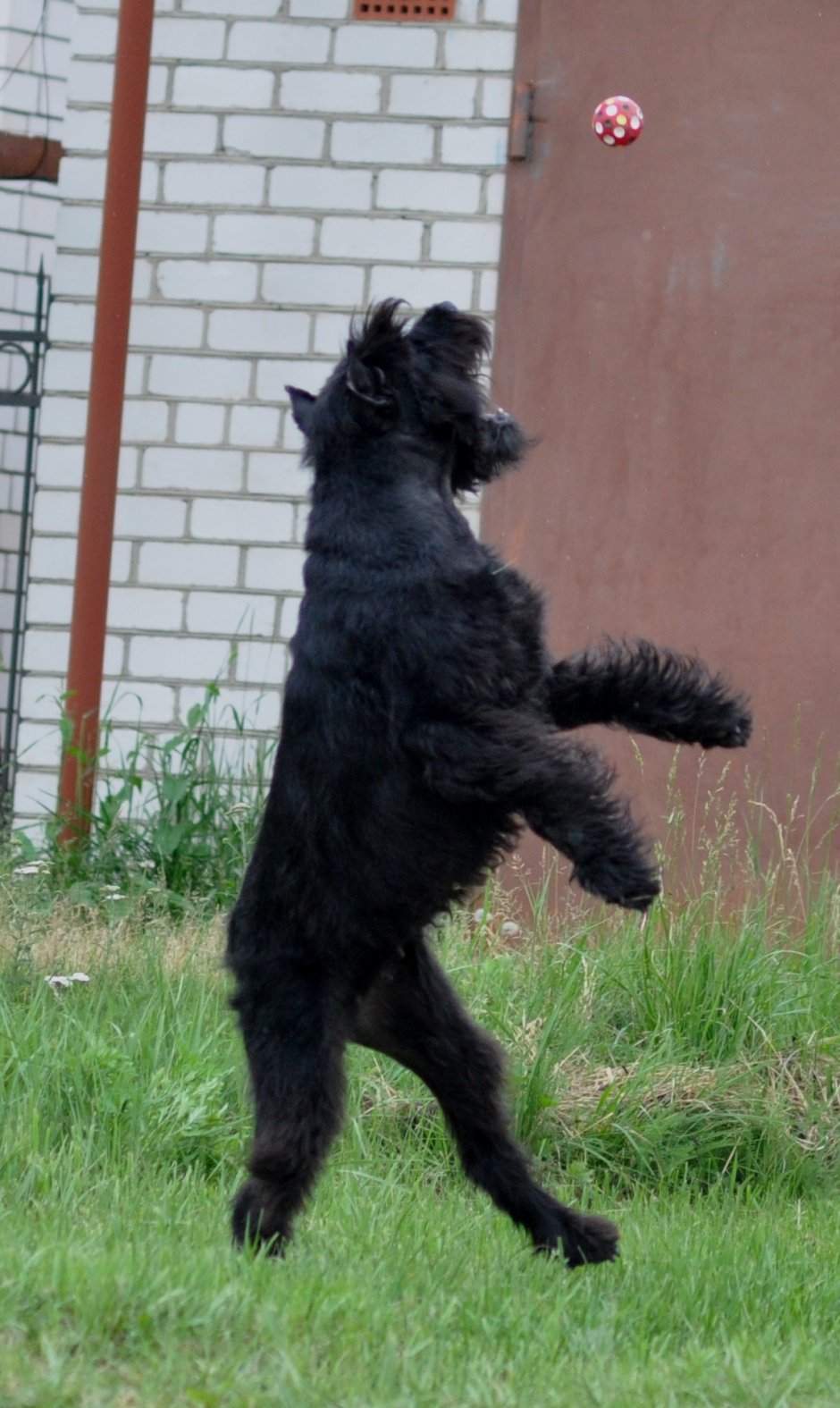 Бум Ризеншнауцер