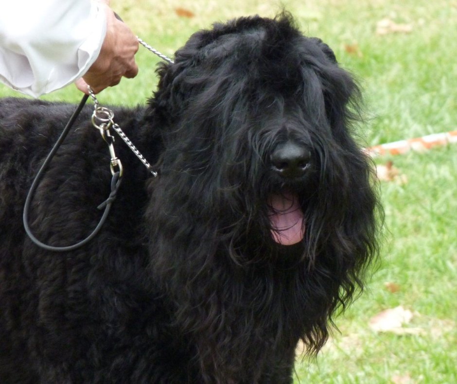 Ризеншнауцер не стриженый