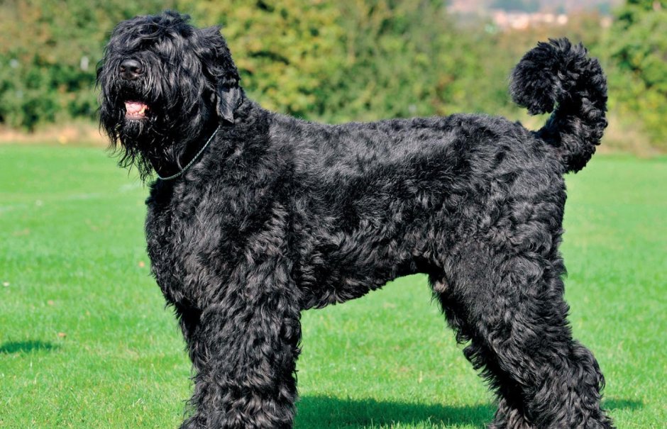 Русский черный терьер