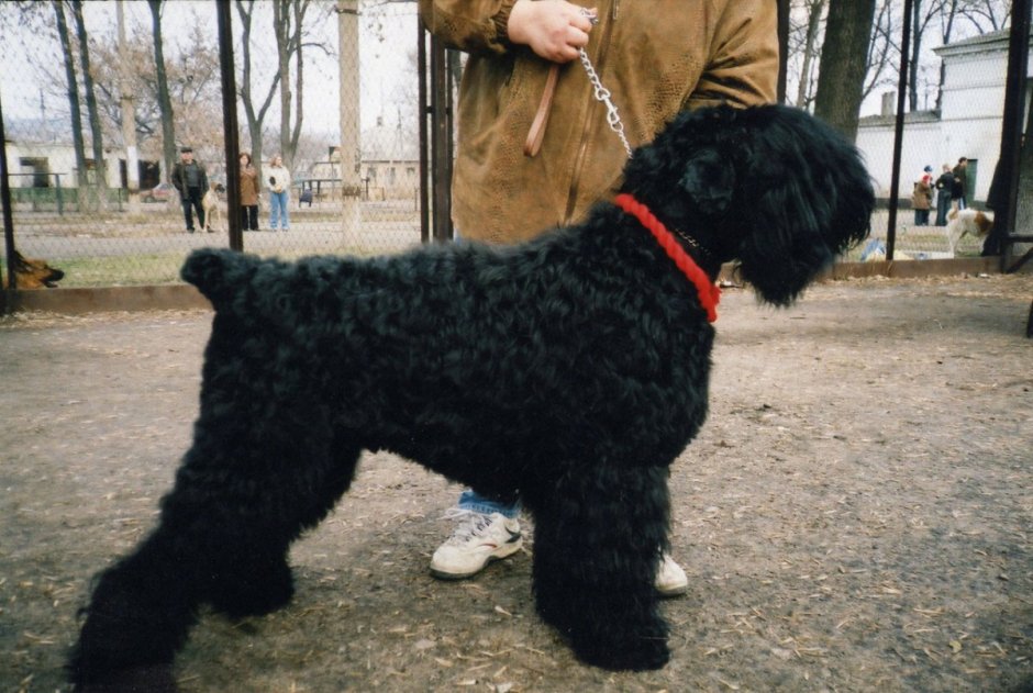 Тримминг черного терьера