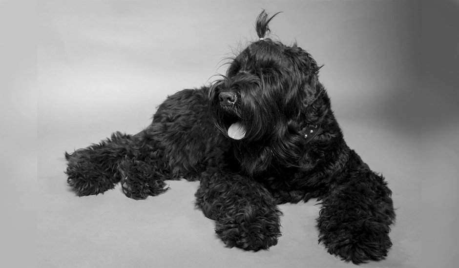 Цвейг шнауцер порода собак