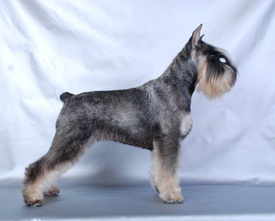 Черношерстный Ризеншнауцер