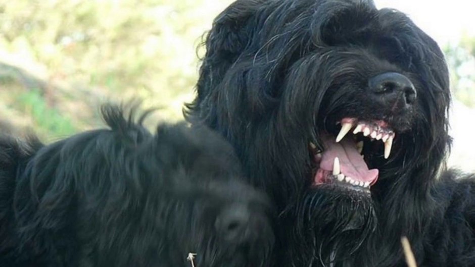 Чёрный терьер Сталина