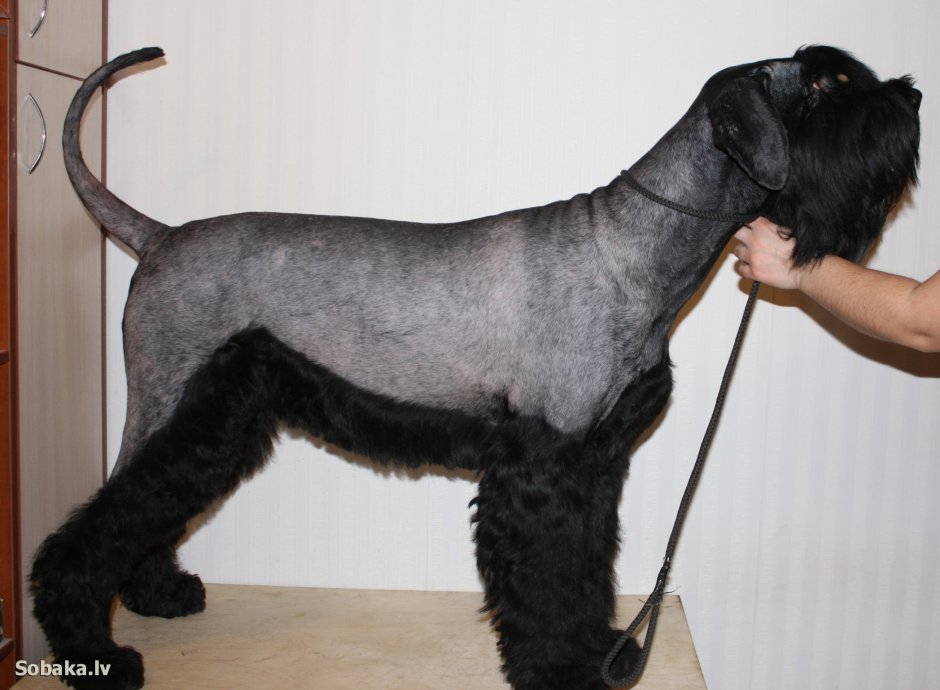 Черный терьер (русский черный терьер)