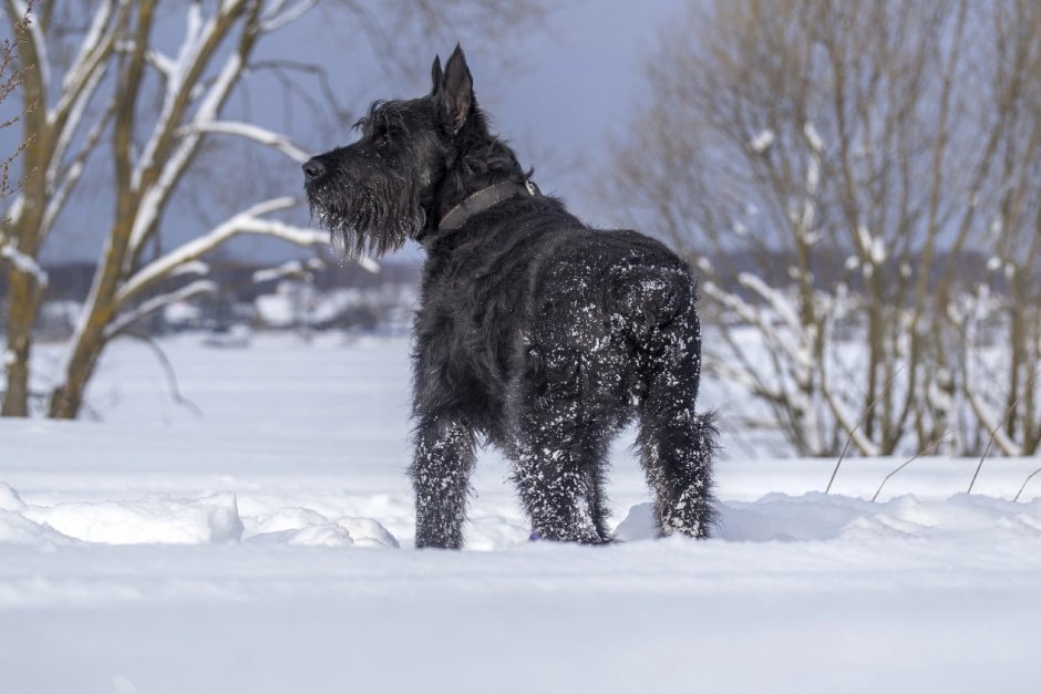 Груминг цвергшнауцера 6 месяцев