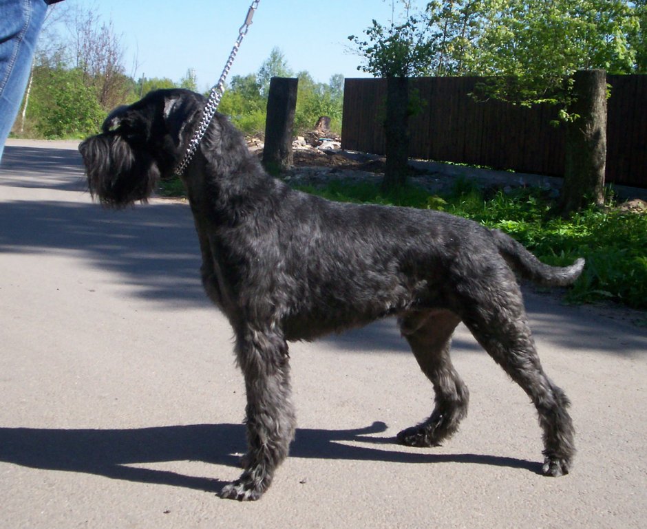 Ризеншнауцер терьер стрижка