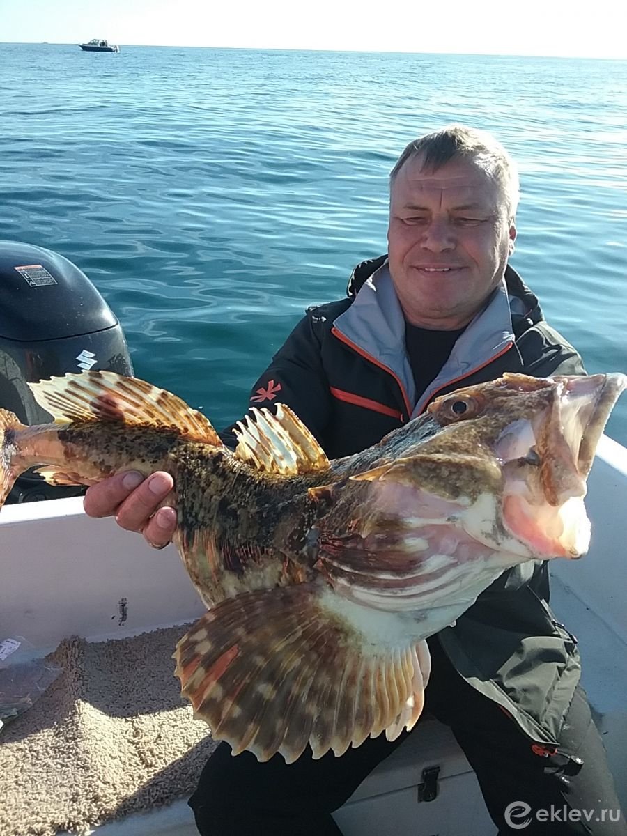 Окунь морской красный