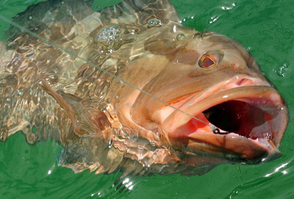 Морской окунь морда