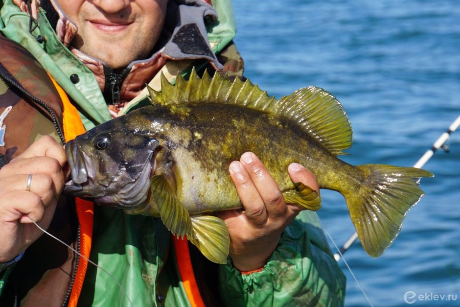 Рыба Камчатки