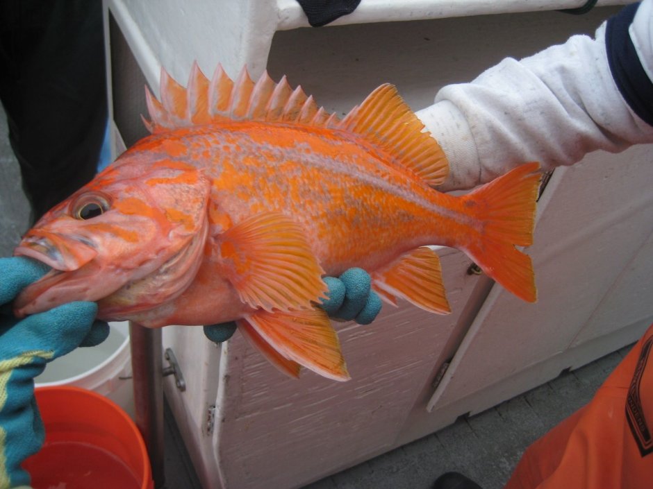 Окунь морской клювач