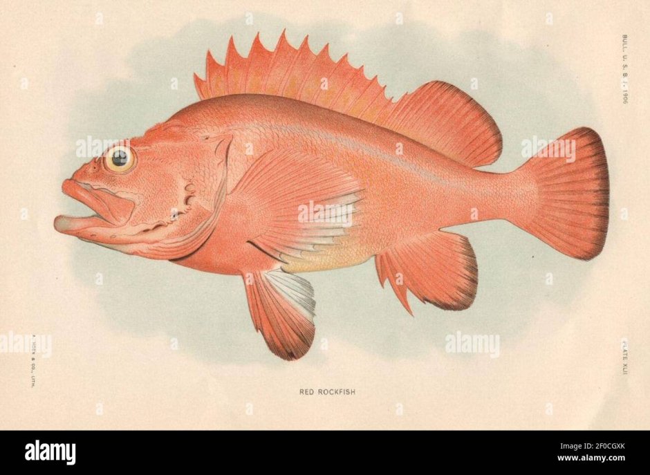 Алеутский морской окунь Sebastes aleutianus