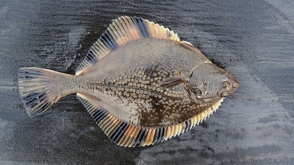 Окунь морской b12