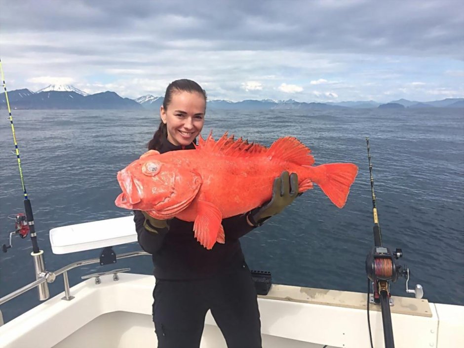 Морской окунь Камчатский