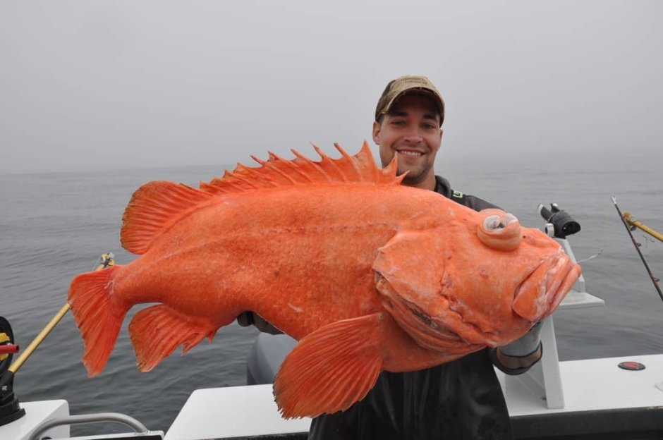 Северный морской окунь