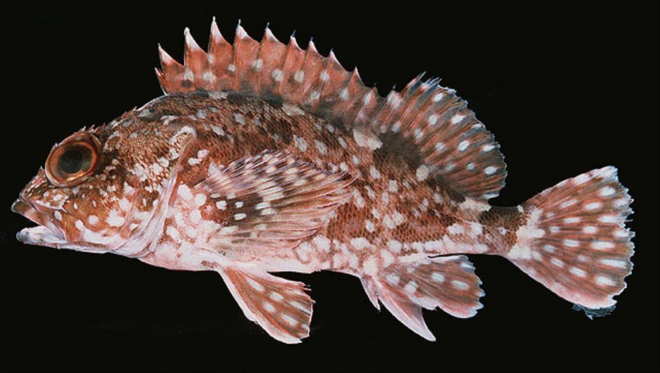 Глубоководный морской окунь