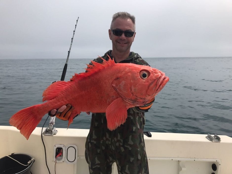 Окунь морской красный