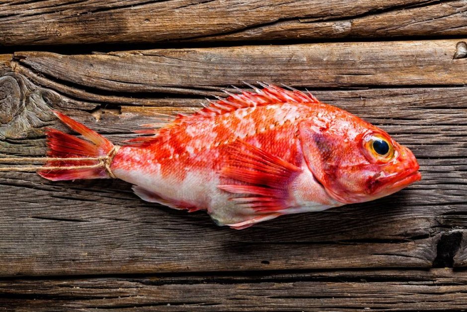 Окунь Берекс