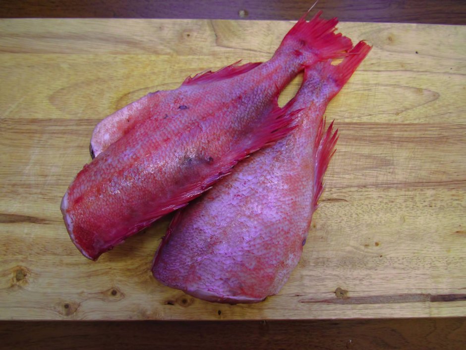 Окунь морской клювач