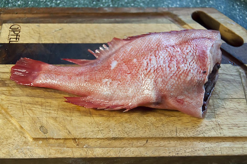 Паразит морского окуня Сфирион люмпи