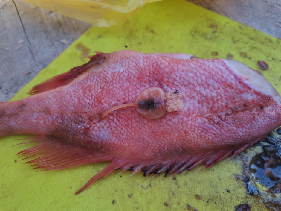 Окунь жареный