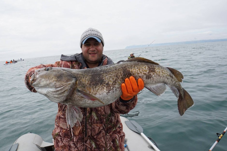 Морской окунь терпуг