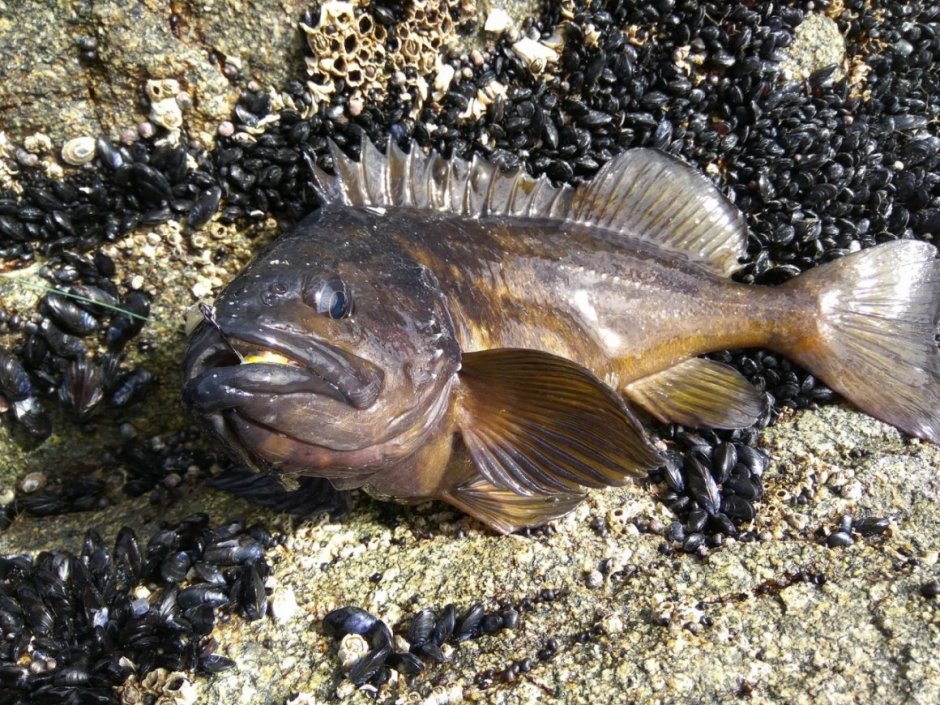 Окунь морской клювач