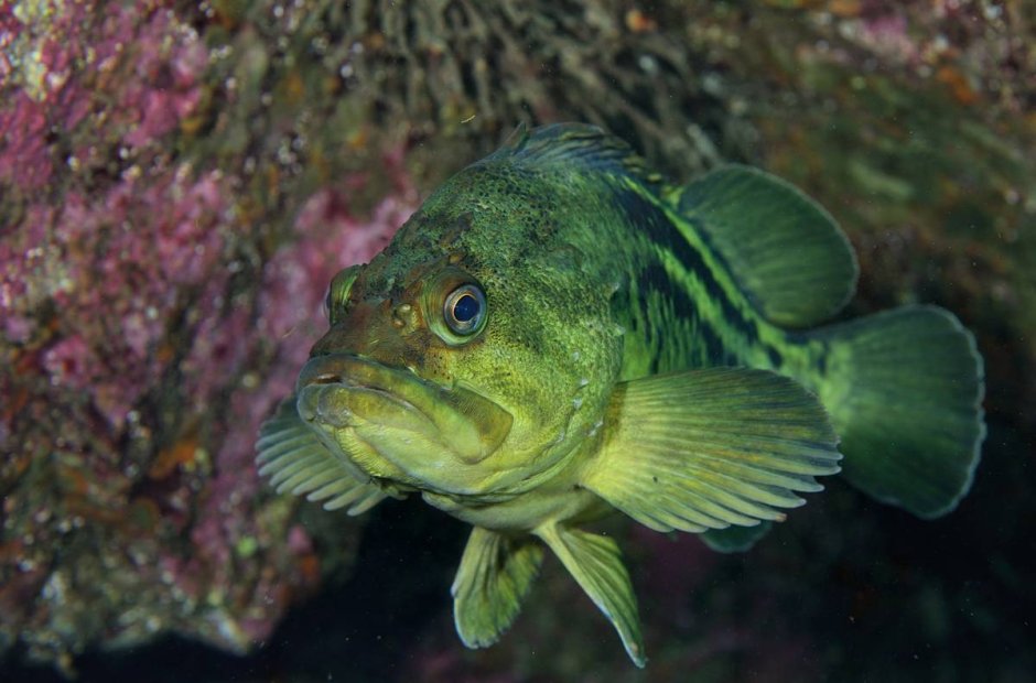 Окунь морской клювач