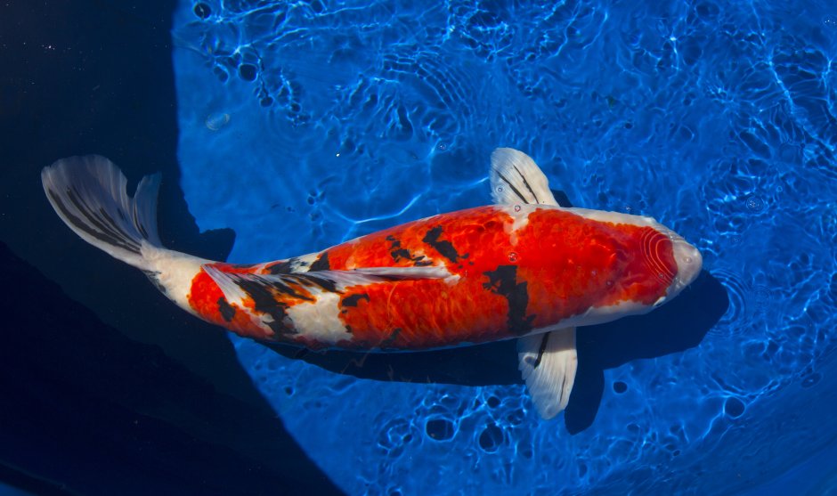 Морской окунь Берекс