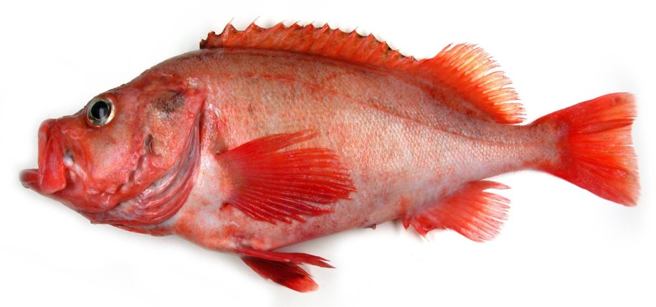 Морской окунь горячего копчения