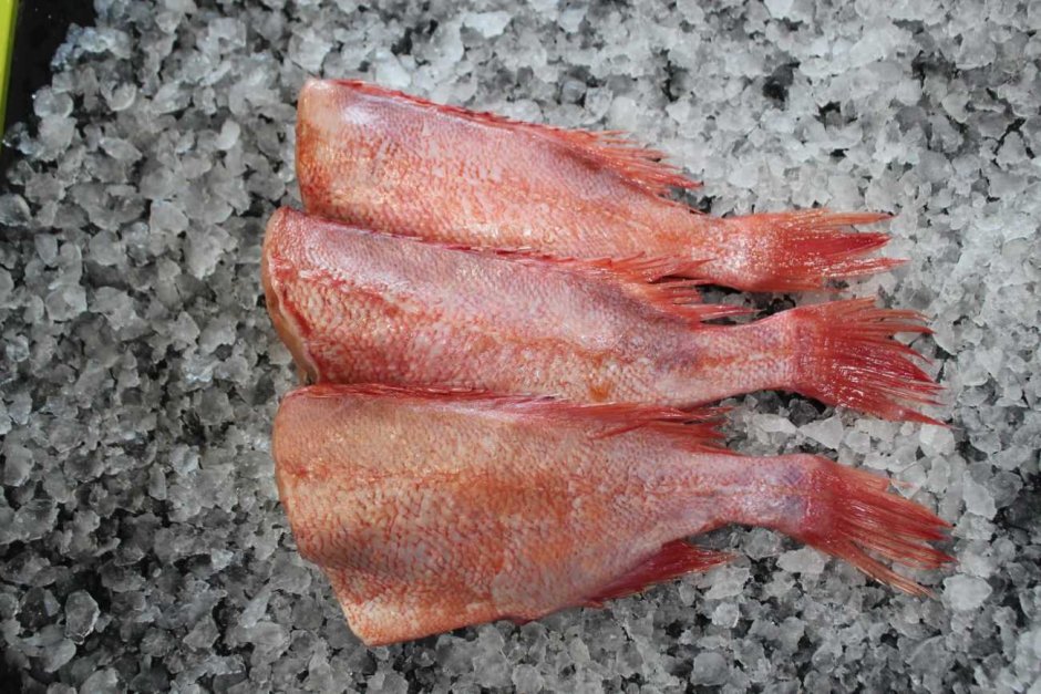 Морской окунь камчатский