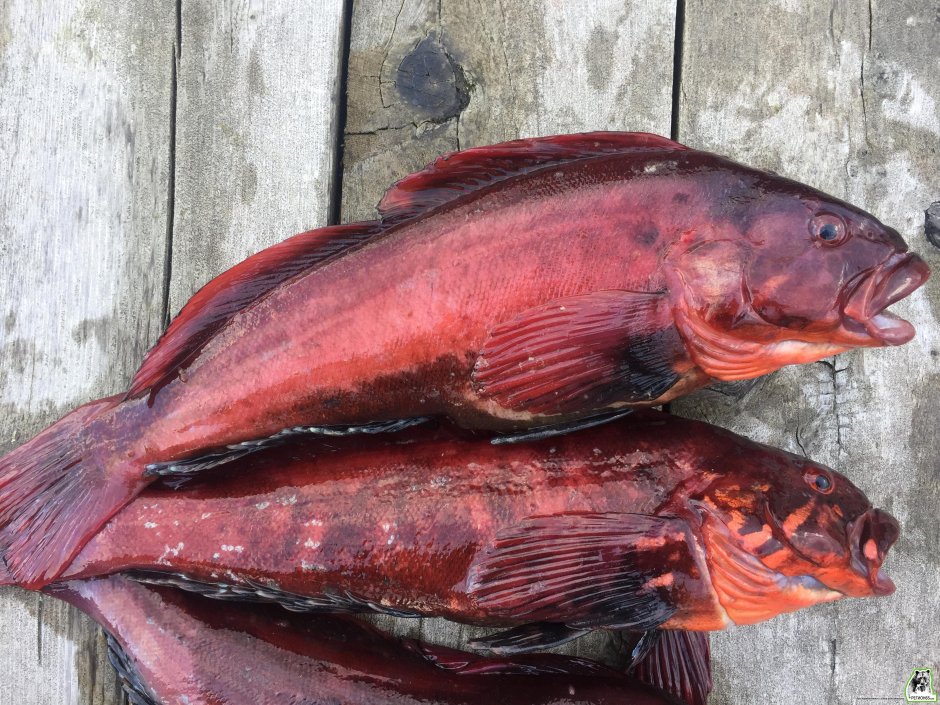 Красный Групер рыба