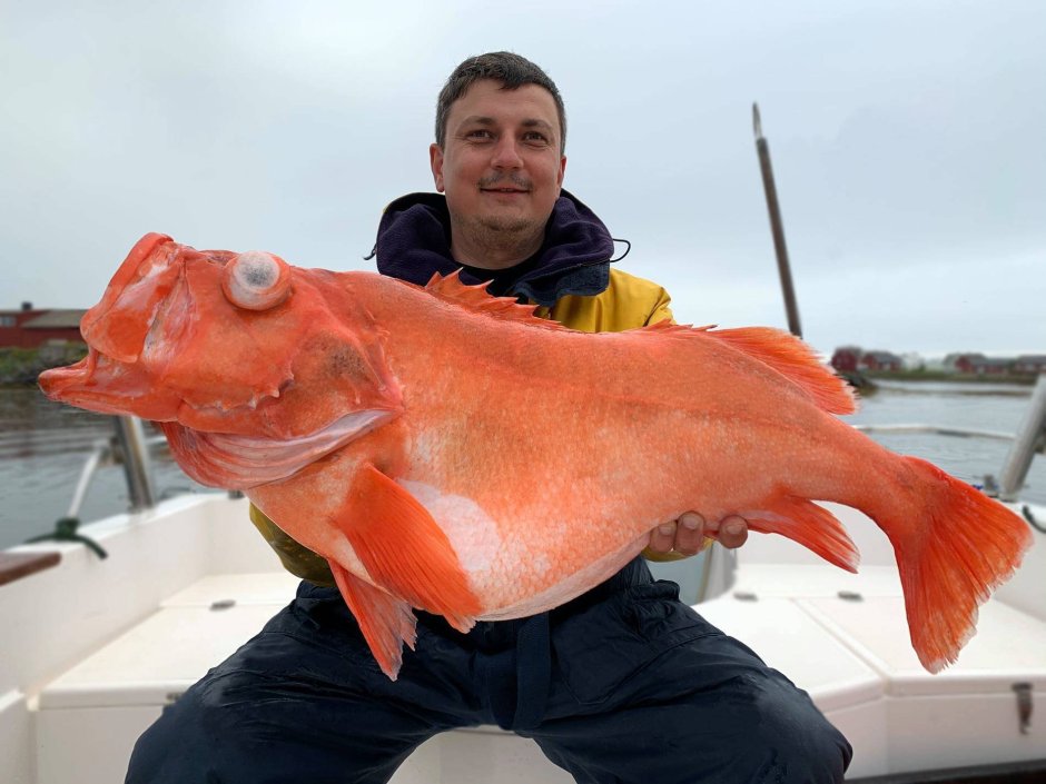 Окунь морской хк