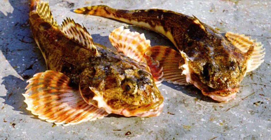 Окунь морской клювач