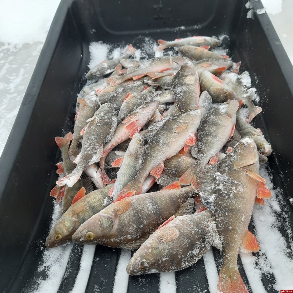 Окунь морской