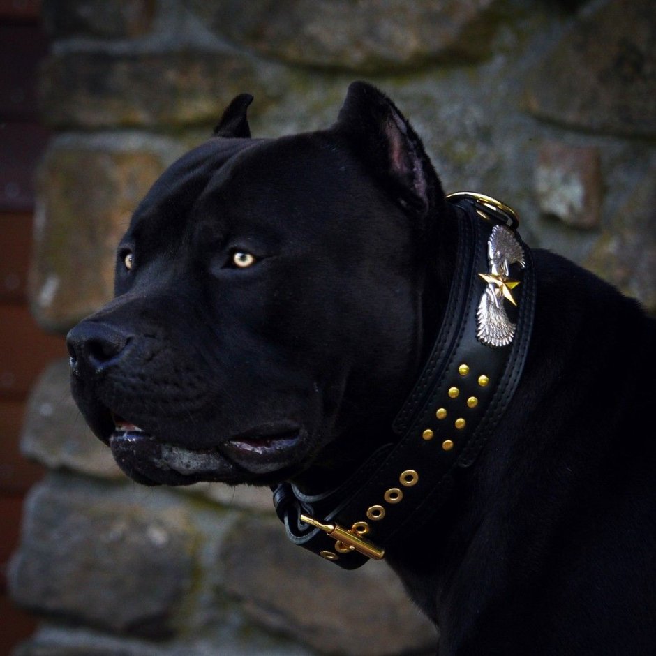 Bandog Puppy