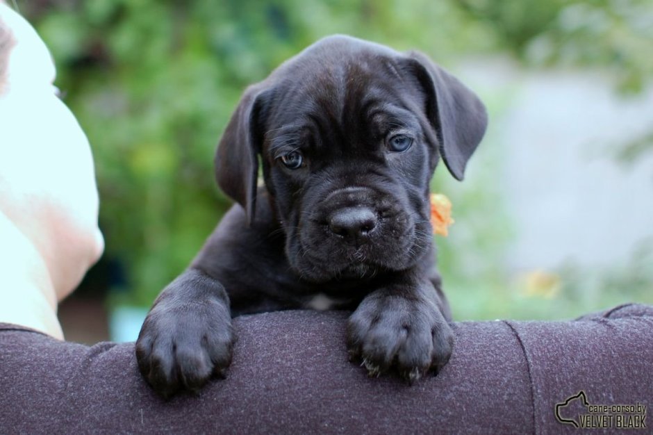 Cane Corso щенки 1 den