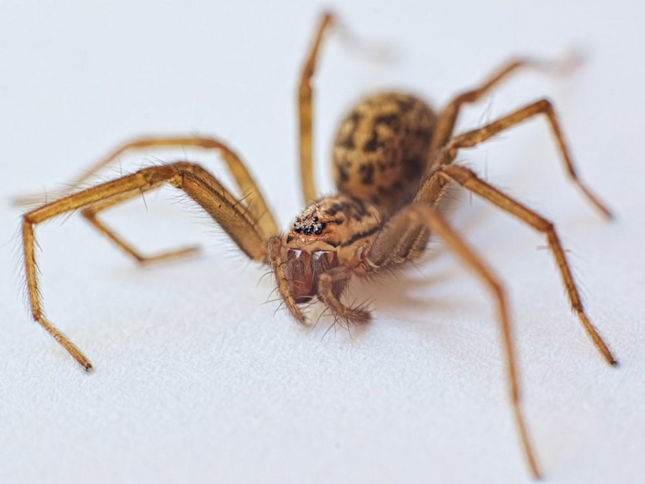 Tegenaria abchasica