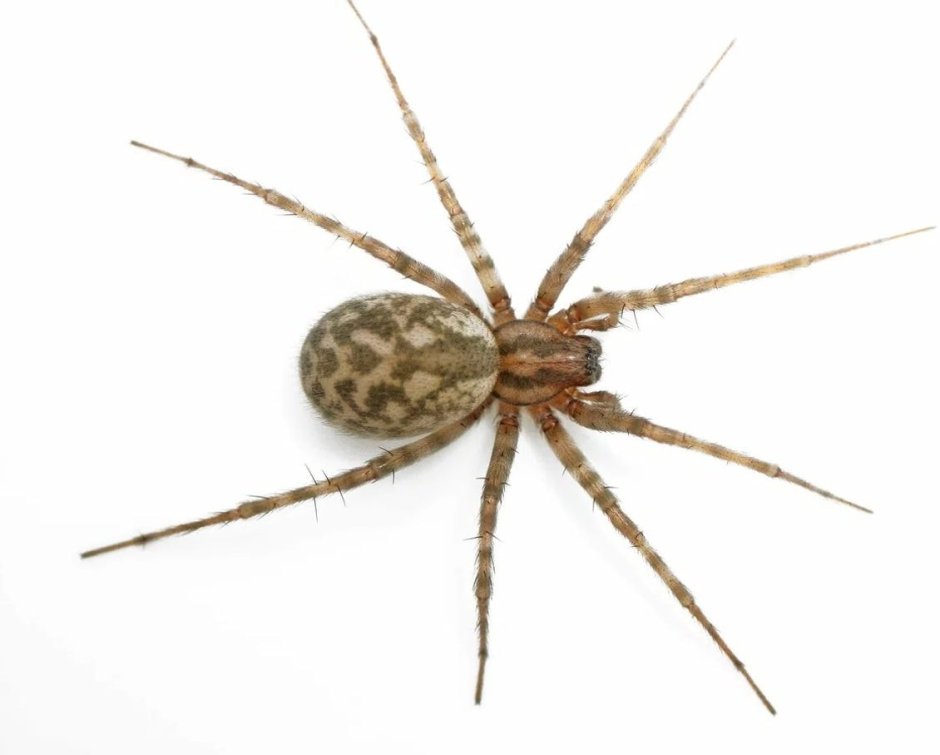 Tegenaria domestica паук
