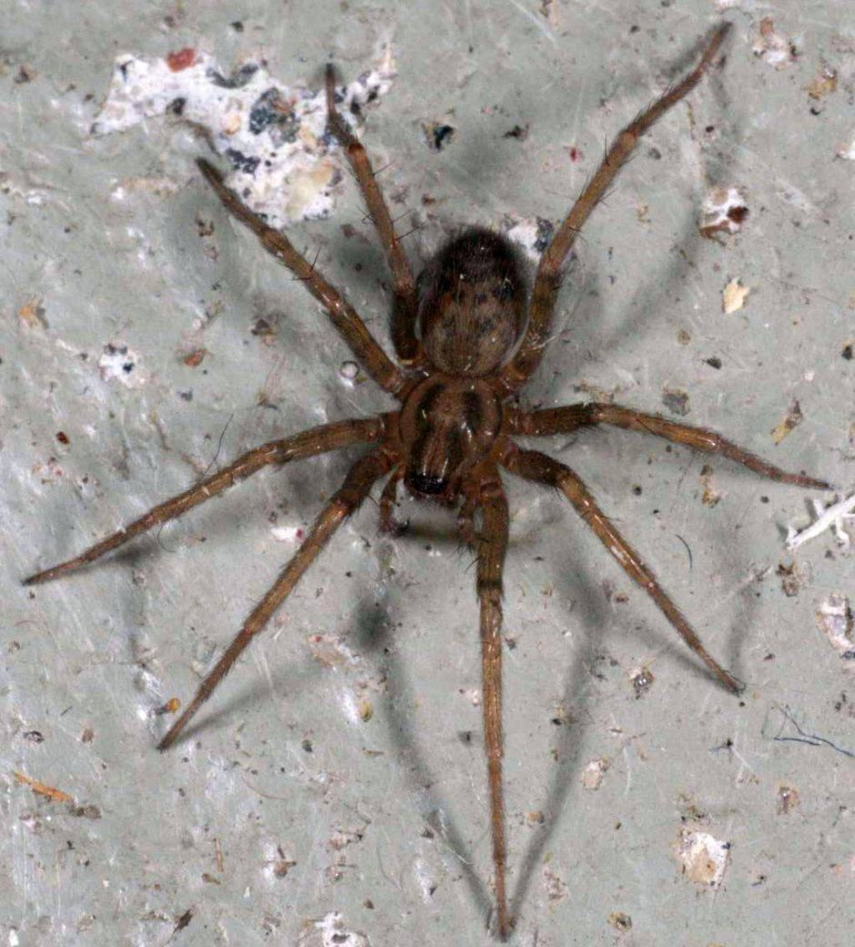 Tegenaria Agrestis Луговой паук