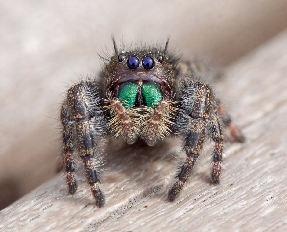 Phidippus Audax