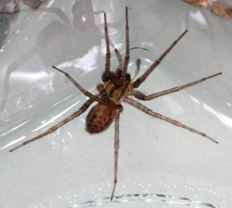 Домовый паук Tegenaria domestica