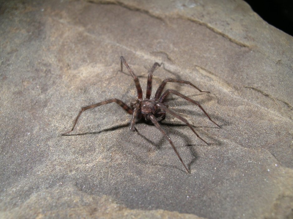 Домовой паук Tegenaria domestica черный