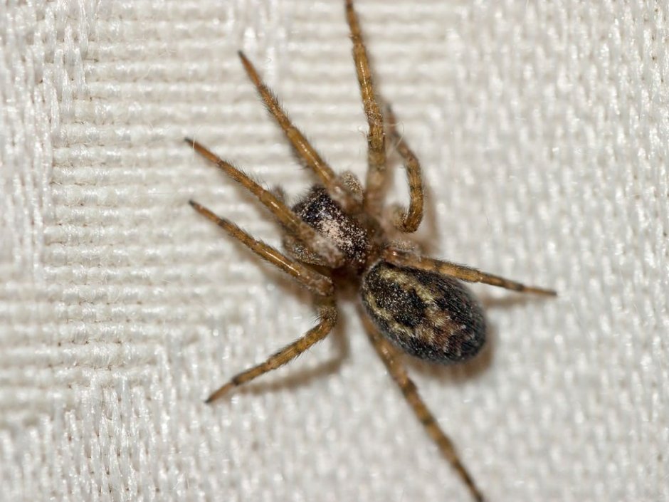 Tegenaria domestica паук