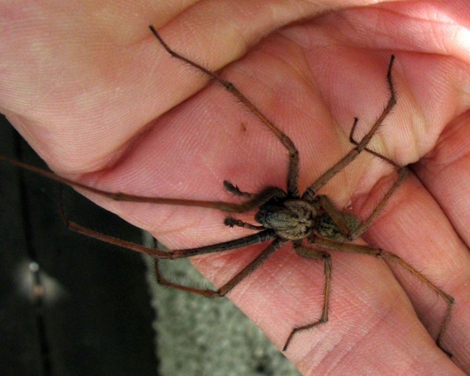 Tegenaria domestica паук