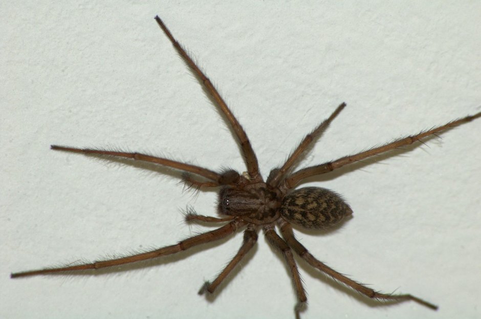 Домовый паук Tegenaria domestica