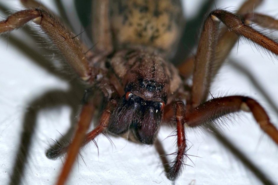 Tegenaria domestica паук