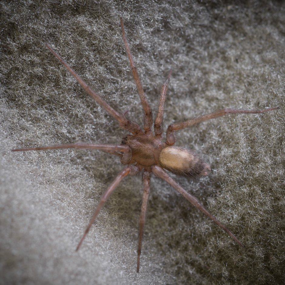 Паук Tegenaria SP